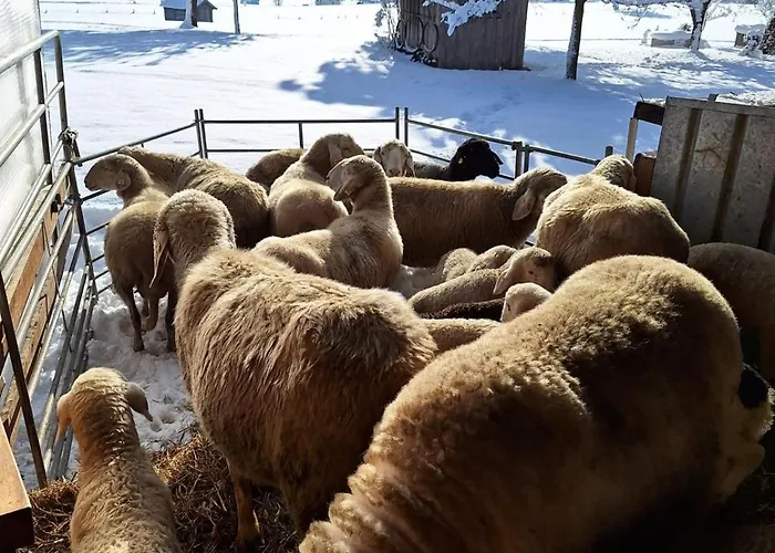 Urlaub Am Steininggut Saalfelden